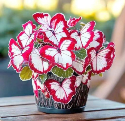 เมล็ดพันธุ์ดอกไม้ผีเสื้อแสงจันทร์