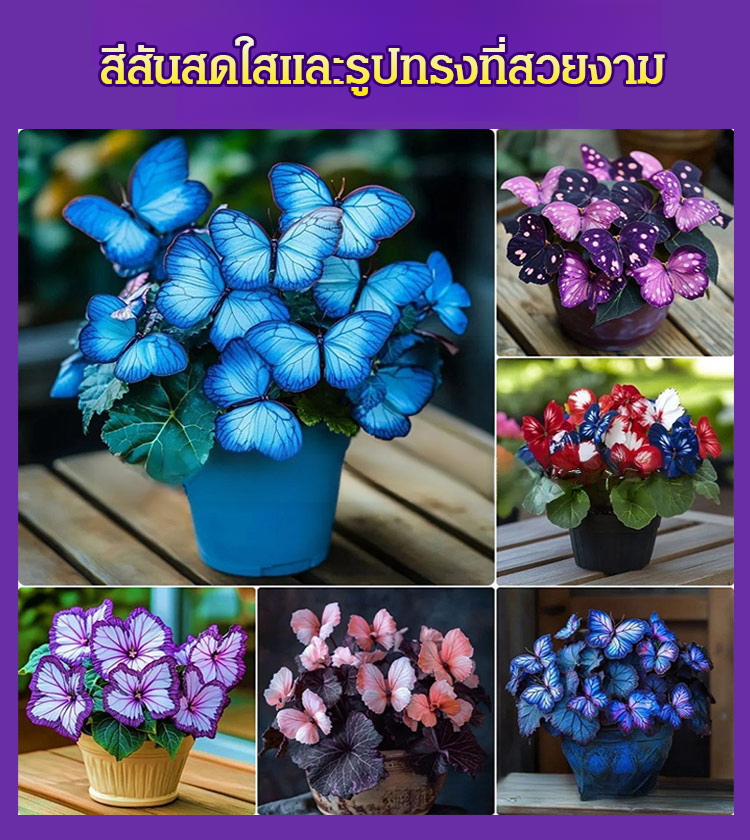 เมล็ดพันธุ์ดอกไม้ผีเสื้อแสงจันทร์