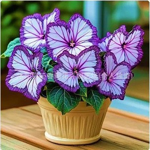 เมล็ดพันธุ์ดอกไม้ผีเสื้อแสงจันทร์