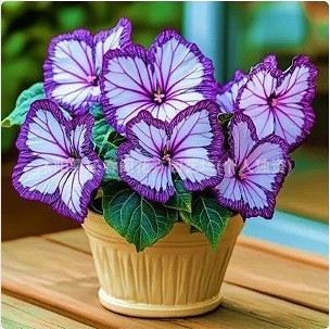 เมล็ดพันธุ์ดอกไม้ผีเสื้อแสงจันทร์