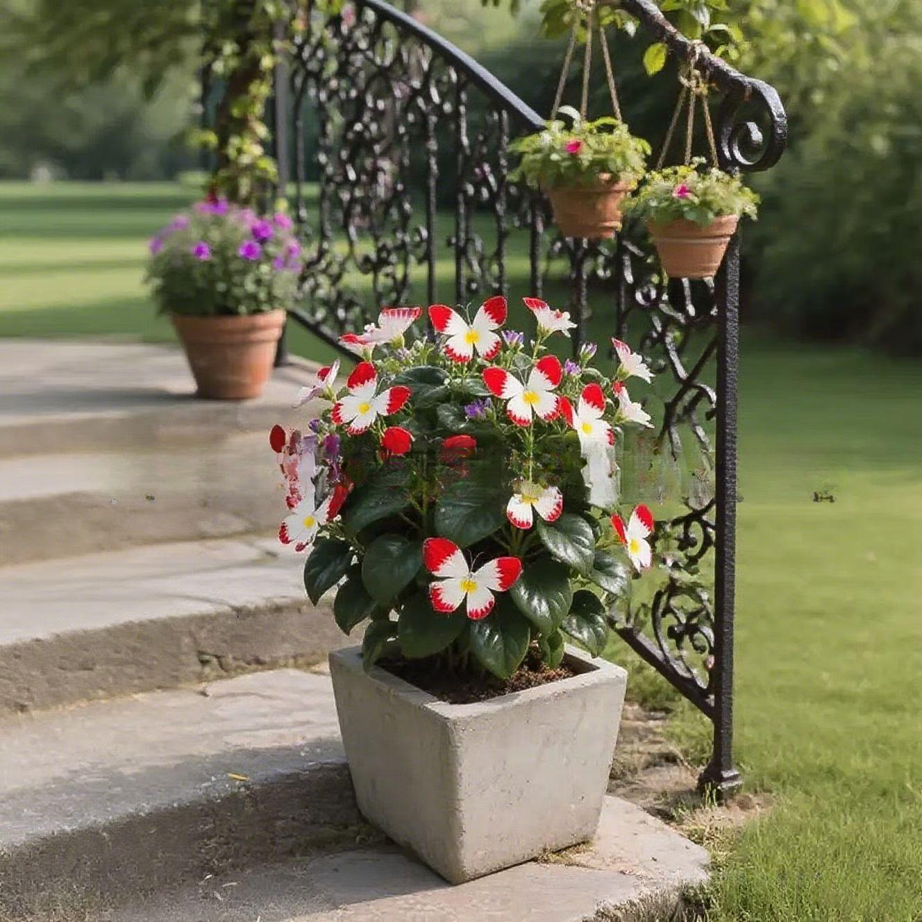 เมล็ดพันธุ์ดอกไม้ผีเสื้อแสงจันทร์