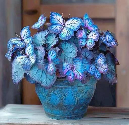 เมล็ดพันธุ์ดอกไม้ผีเสื้อแสงจันทร์