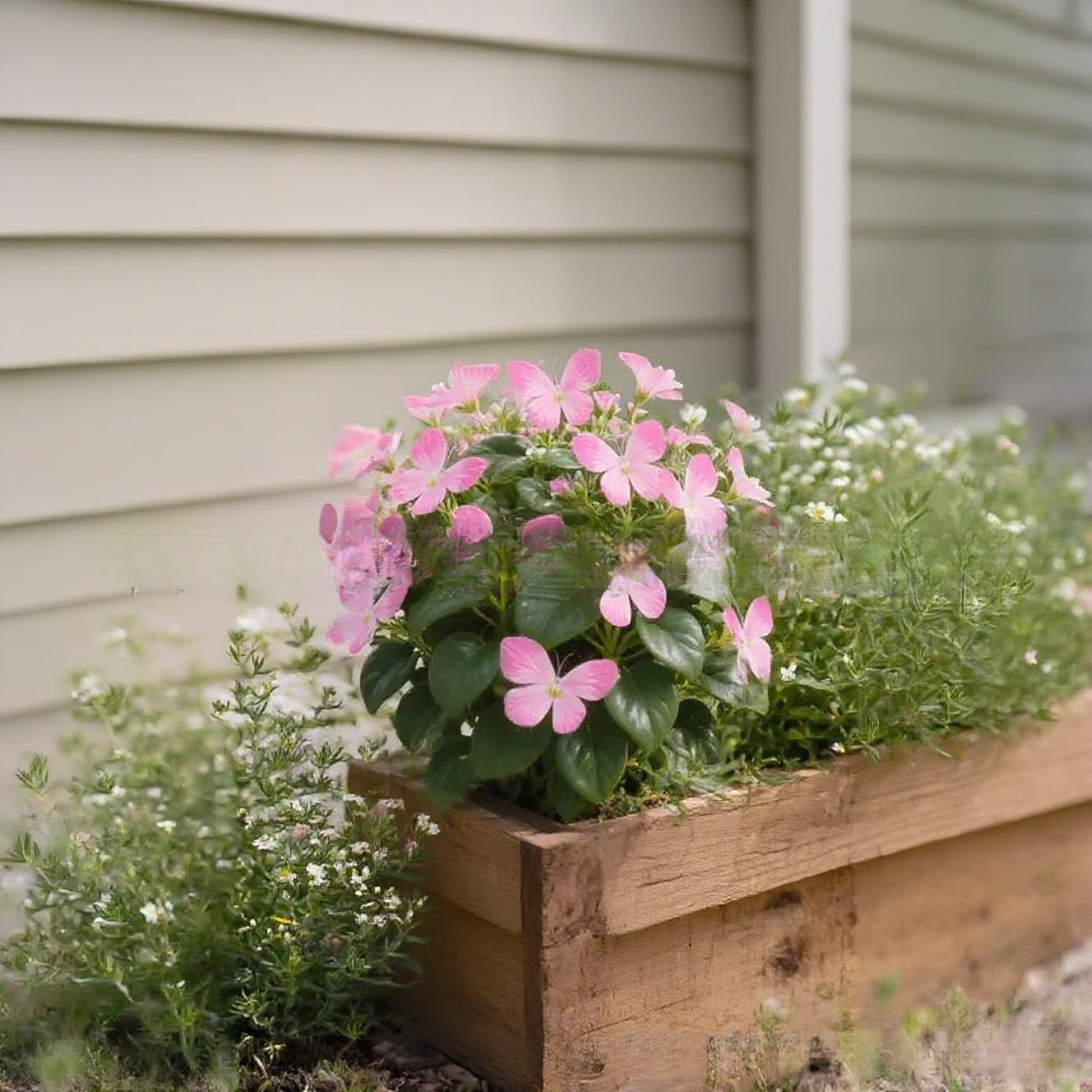 เมล็ดพันธุ์ดอกไม้ผีเสื้อแสงจันทร์