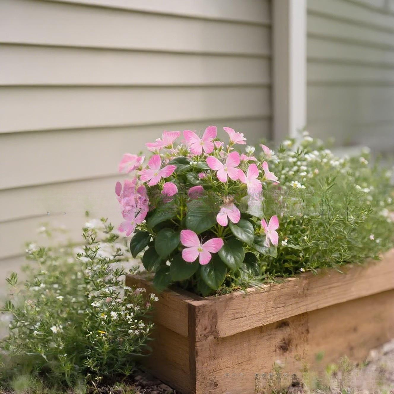 เมล็ดพันธุ์ดอกไม้ผีเสื้อแสงจันทร์