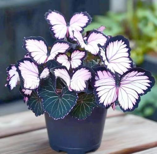 เมล็ดพันธุ์ดอกไม้ผีเสื้อแสงจันทร์