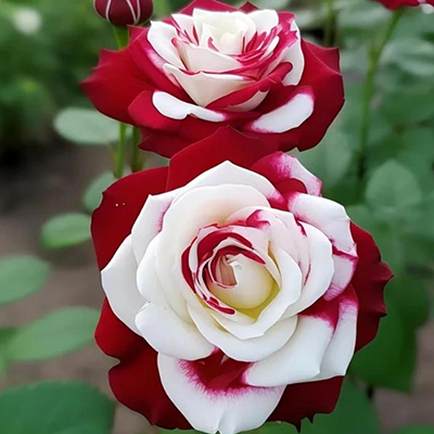 Four Seasons Easy-to-Grow Rainbow Rose Seeds