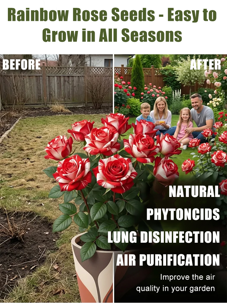 Four Seasons Easy-to-Grow Rainbow Rose Seeds