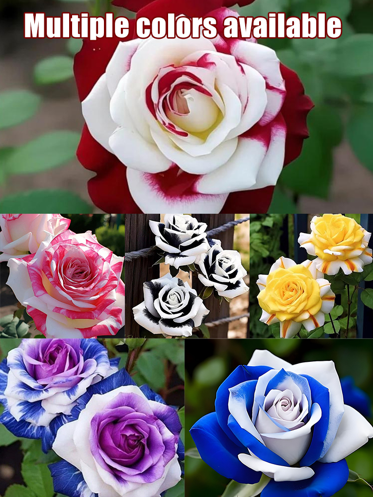 Four Seasons Easy-to-Grow Rainbow Rose Seeds