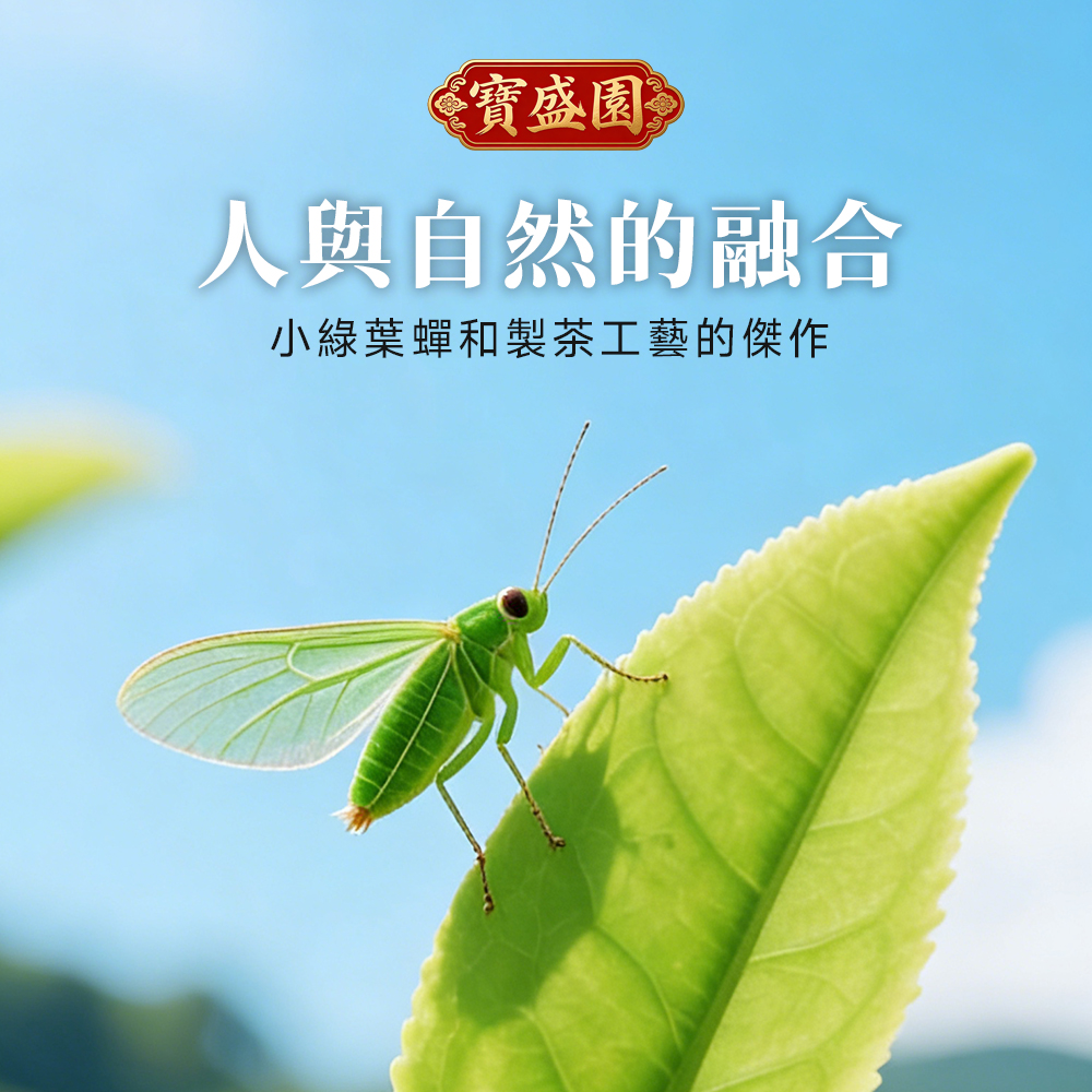 台灣東方美人白毫烏龍有機高山茶