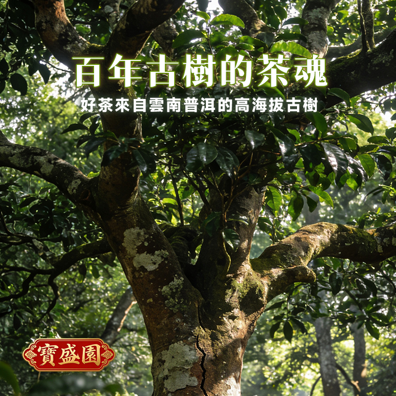 【Q02 三選二包郵】燉檸檬2瓶+桂花烏龙/古樹普洱1盒