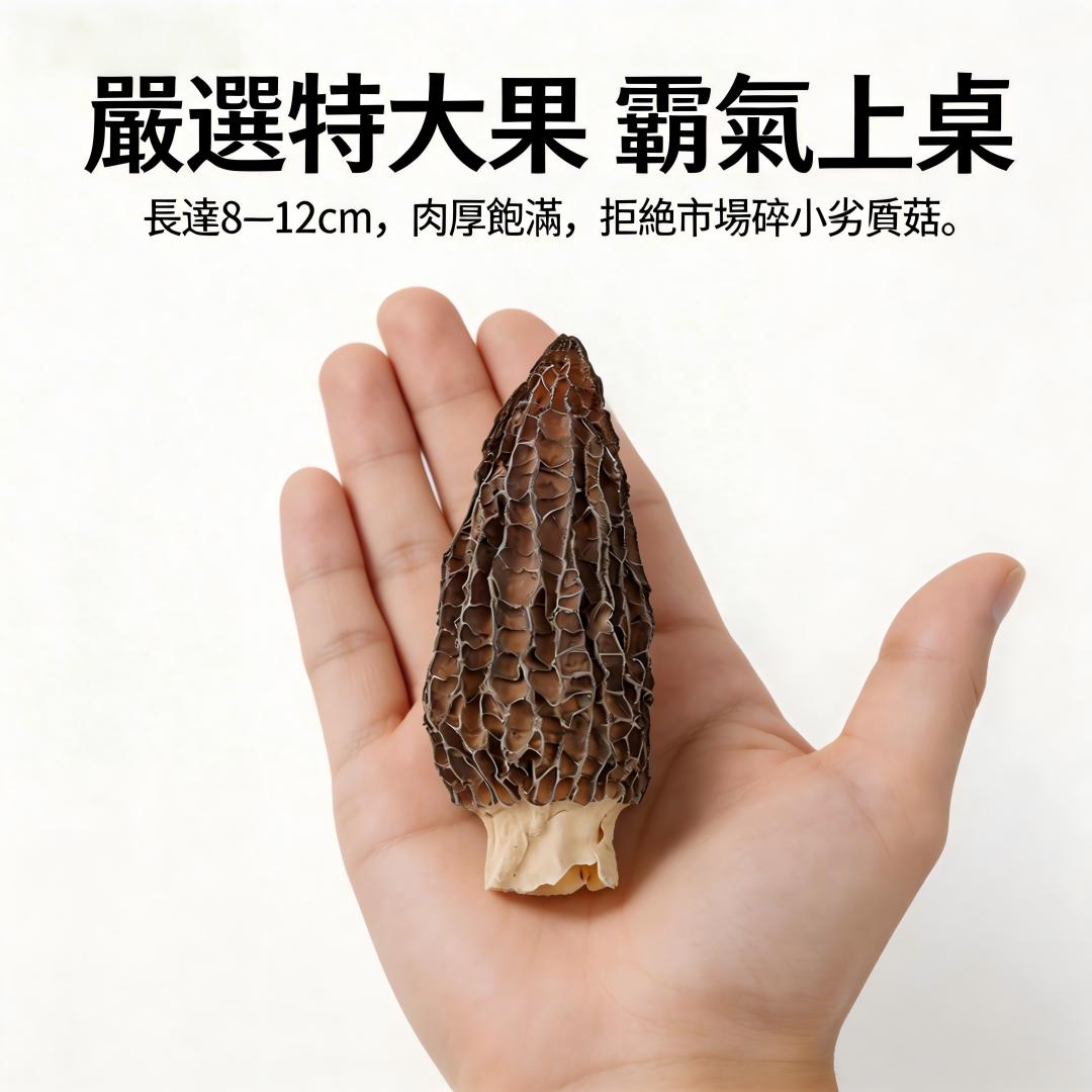 巨無霸羊肚菌 特級初採 台灣養生燉補食材