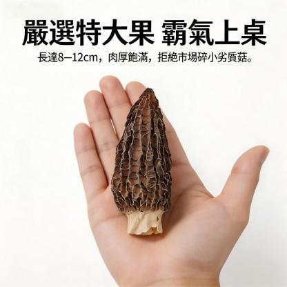 巨無霸羊肚菌 特級初採 台灣養生燉補食材