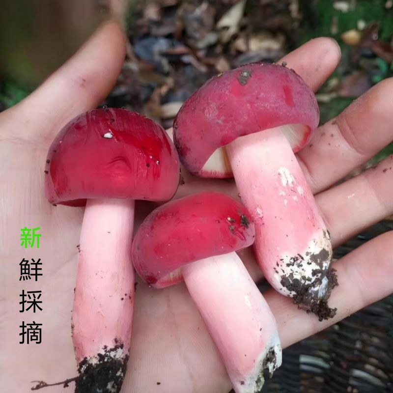 山珍三寶雙拼禮盒｜野生紅菇、羊肚菌、松茸乾貨組合