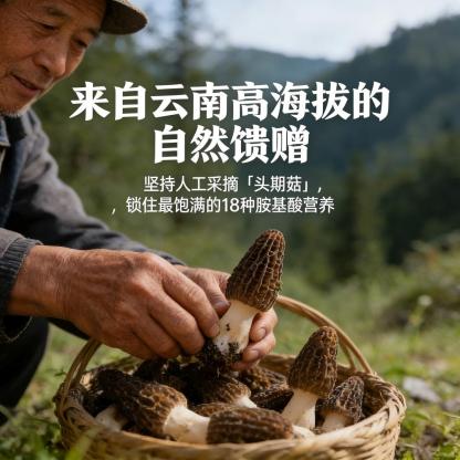 雲南產地直送】嚴選初採特級羊肚菌（8-12公分巨無霸大果）｜頂級養生燉補乾貨