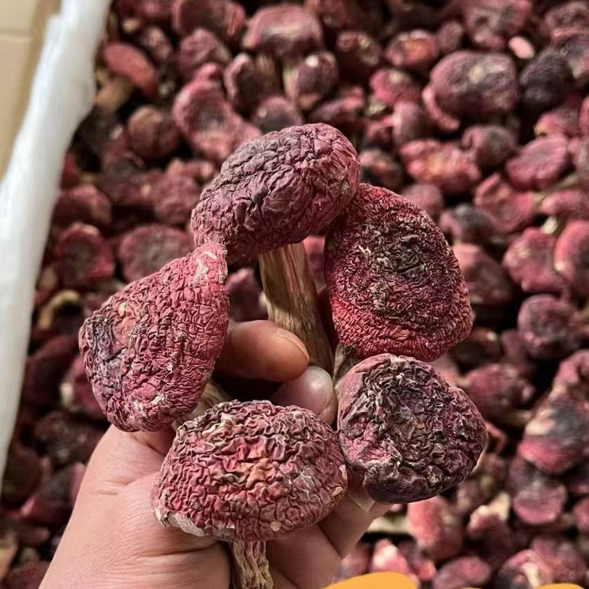 山珍三寶雙拼禮盒｜野生紅菇、羊肚菌、松茸乾貨組合