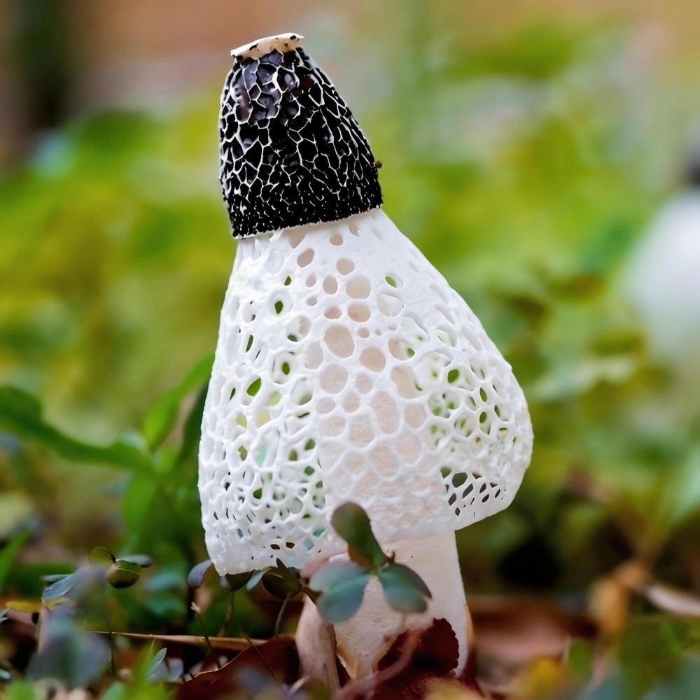 古田嚴選竹笙乾貨（短裙竹笙）