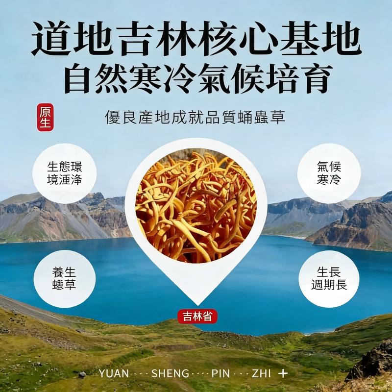 孢子頭金蟲草禮盒｜蛹蟲草乾貨 泡茶煲湯兩相宜