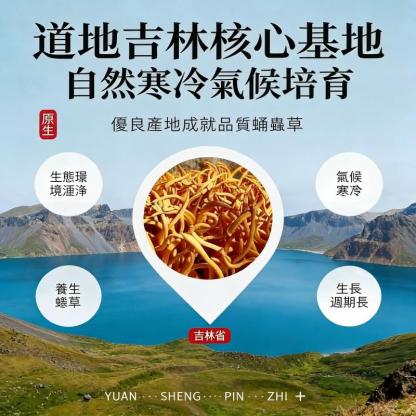孢子頭金蟲草禮盒｜蛹蟲草乾貨 泡茶煲湯兩相宜