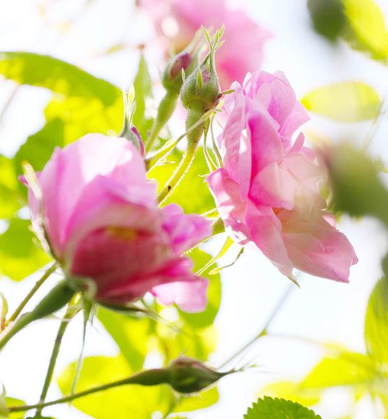 DIOR Miss Dior - EDP 100ml