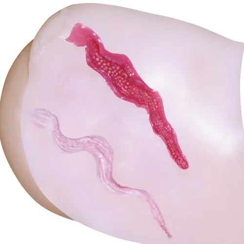 NPG 日本 真性 極上生腰 飛機杯