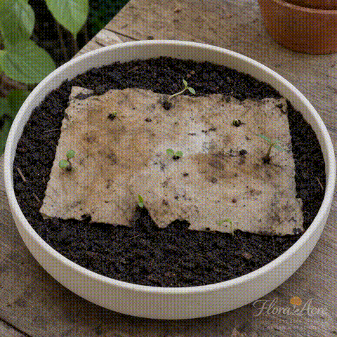 Plantable botanical cards growing demonstration Plantable botanical cards growing demonstration