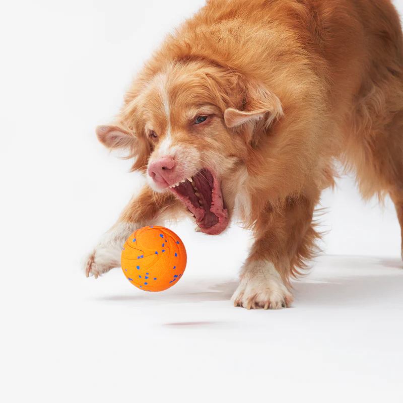 🐾 Cheerble Smart Interactive Pet Ball