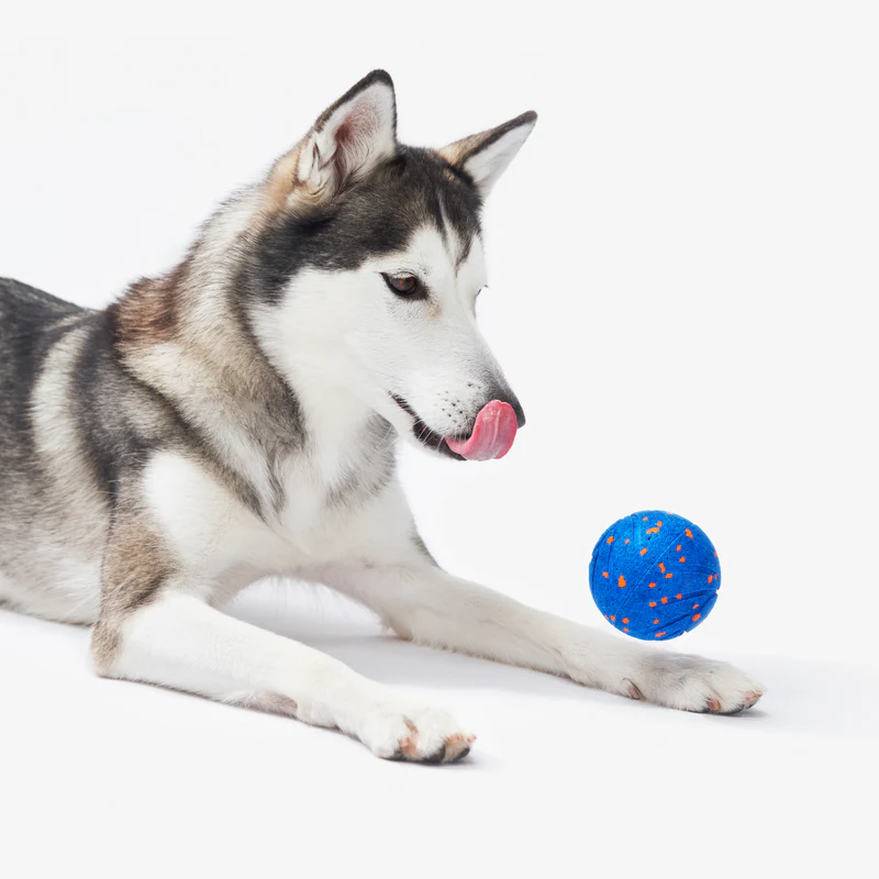 🐾 Cheerble Smart Interactive Pet Ball