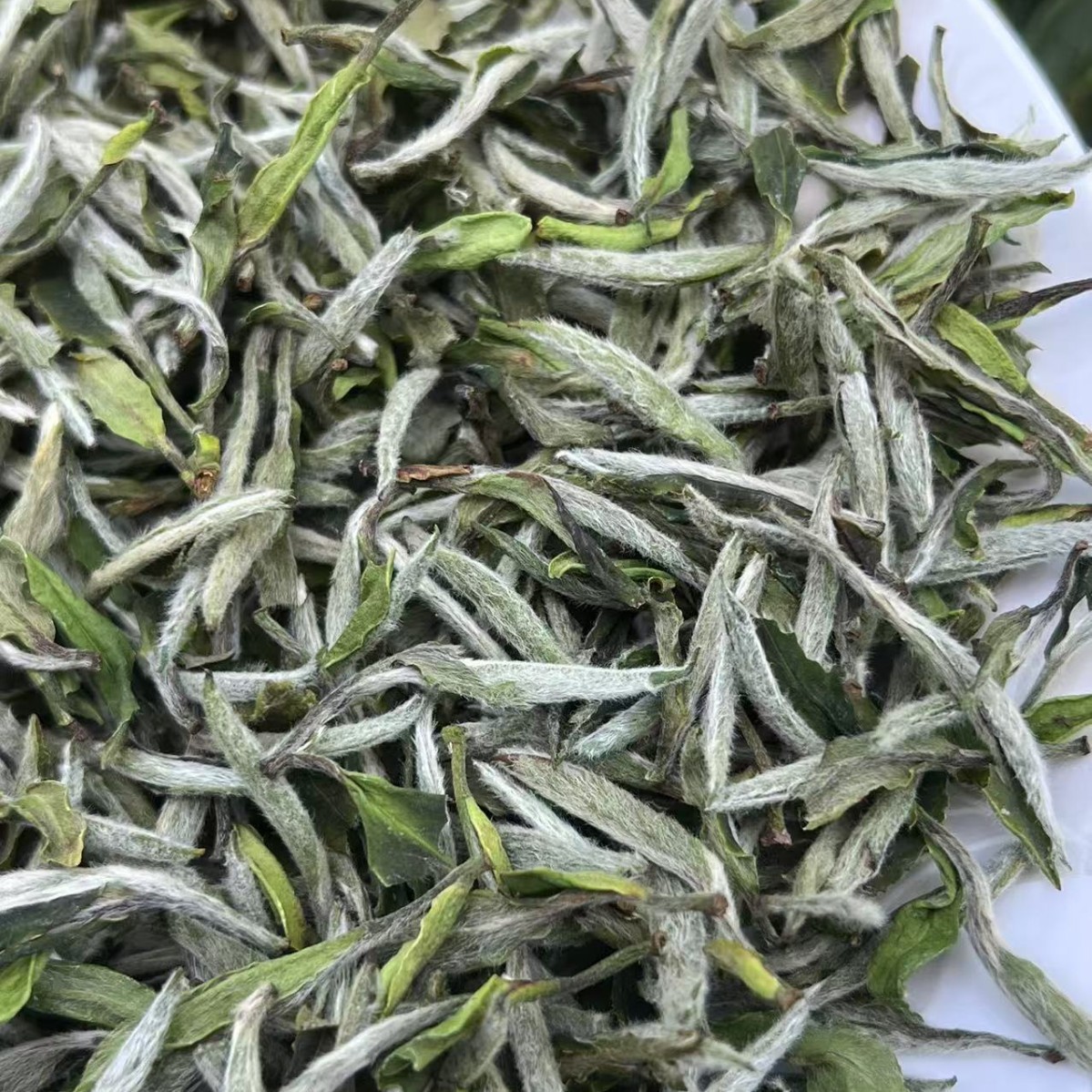 白茶
