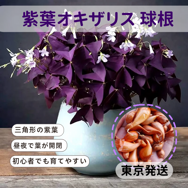 【2粒】紫葉オキザリス 球根 鮮やかな紫色の三角形の葉 夜になると葉が閉じる不思議な魅力 四季を彩る観賞植物 鉢植え・花壇・寄せ植え ガーデニング 初心者にもおすすめ