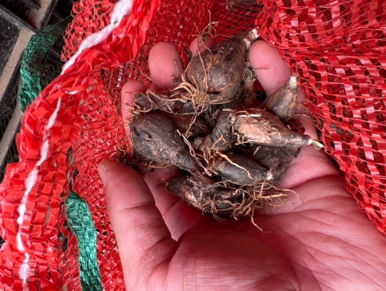花の種 サフィラン球根 八重咲き 濃ピンク 薄ピンク白 イエロー 四季開花 濃香 発芽率高い 初心者OK 鉢植え 室内ベランダ 水耕 観葉花