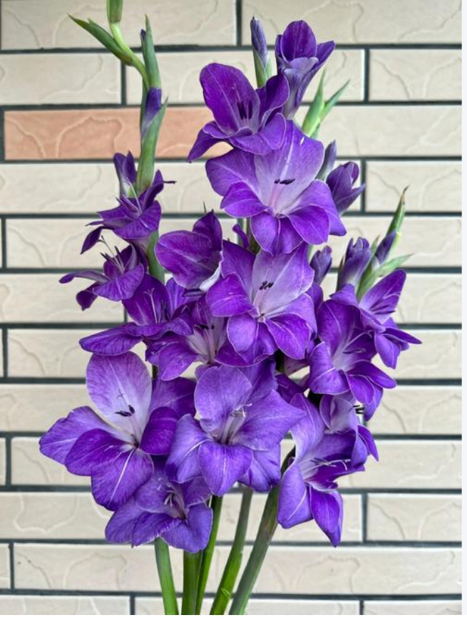 花の種 グラジオラス球根 パープル イェロー ２色 初心者向け 生命力が強い 害虫に強い 鉢植え 観賞花 室内ベランダ・庭園四季栽培可能
