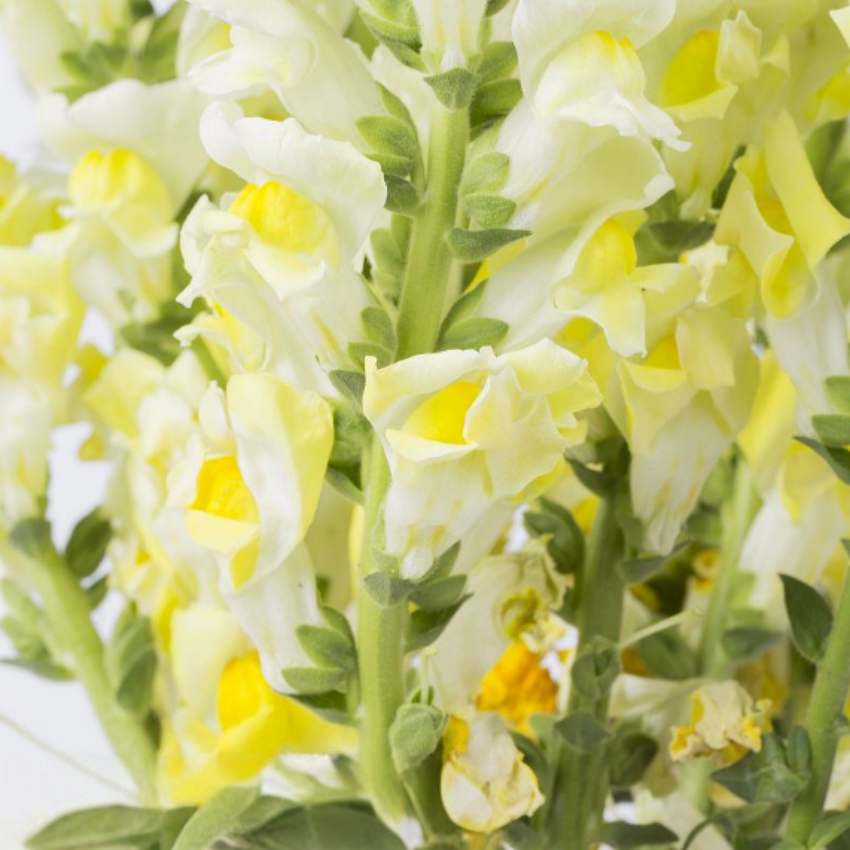 花の種 グラジオラス球根 パープル イェロー ２色 初心者向け 生命力が強い 害虫に強い 鉢植え 観賞花 室内ベランダ・庭園四季栽培可能