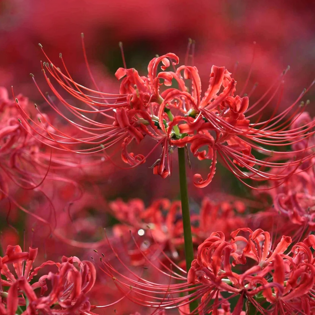 【2粒】彼岸花の種 球根 赤花 白花 真紅 希少 幻想的な花姿 美しい花姿 秋開花 秋を彩る鮮やかな花 初心者OK 庭植え 鉢植え ガーデニング 人気品種