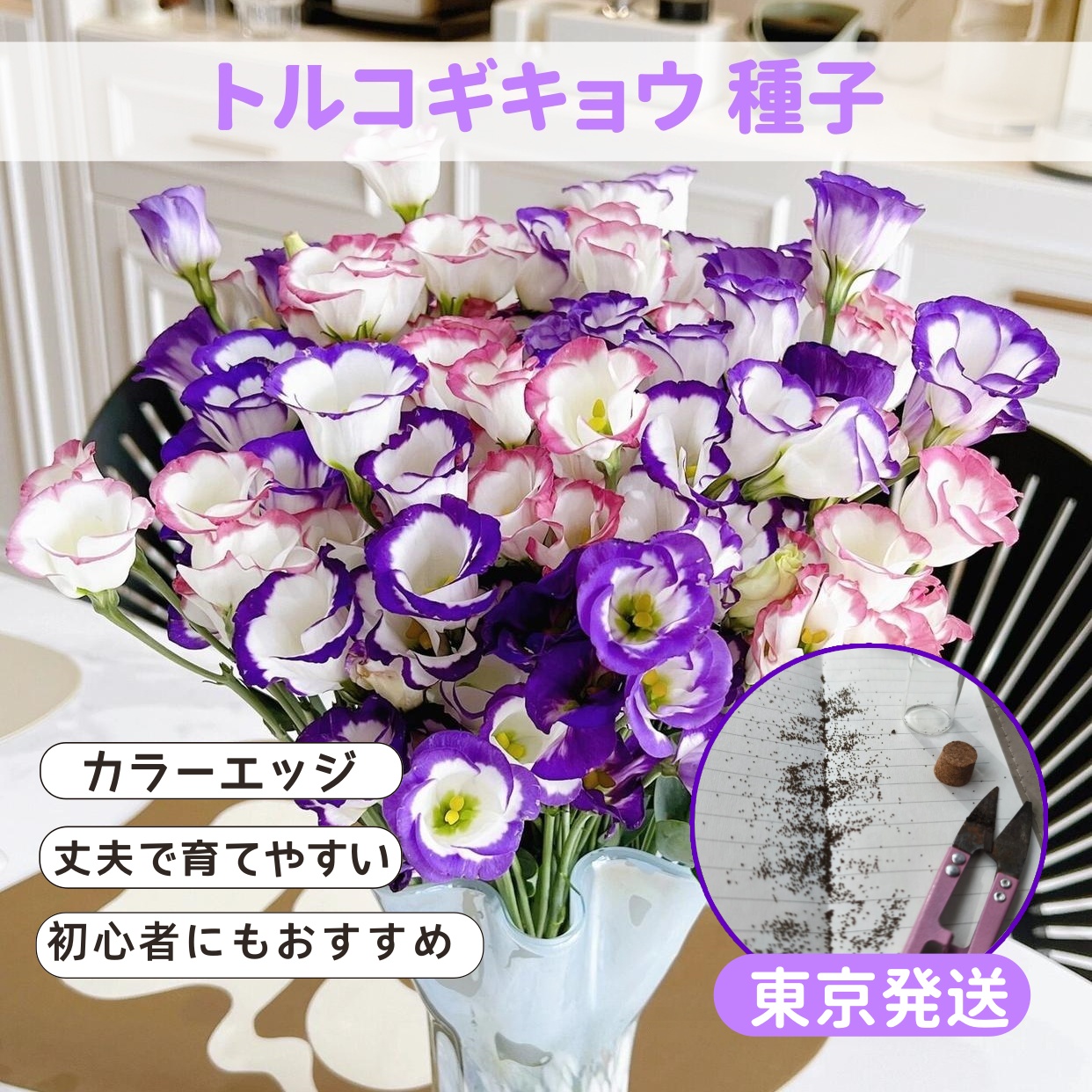 【300粒】トルコキキョウの種 3色 紫 ピンク 純白 フリル花びら 八重咲き 鮮やかなカラーエッジ 豪華咲き ガーデニング 人気品種