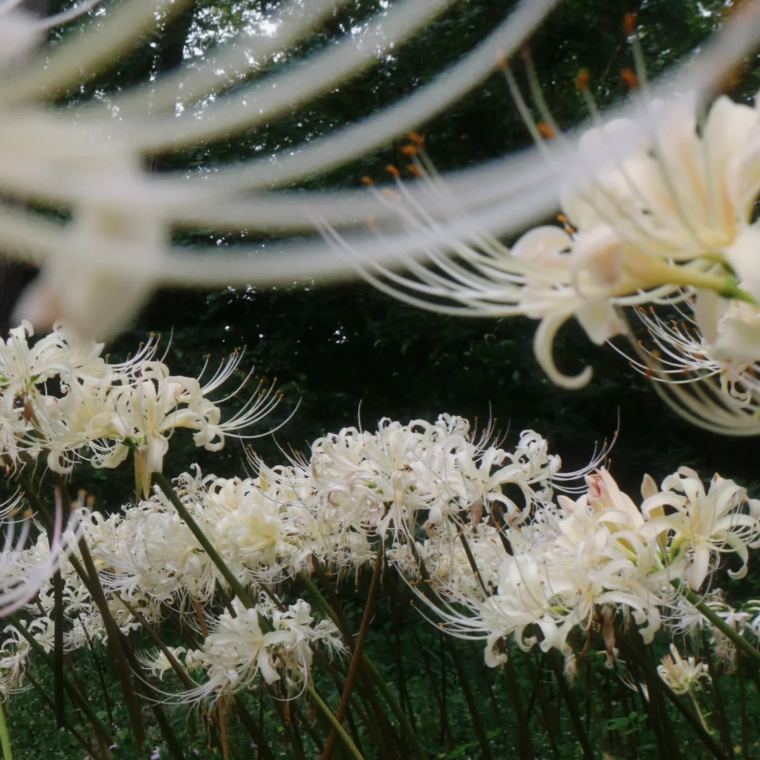 【2粒】彼岸花の種 球根 赤花 白花 真紅 希少 幻想的な花姿 美しい花姿 秋開花 秋を彩る鮮やかな花 初心者OK 庭植え 鉢植え ガーデニング 人気品種