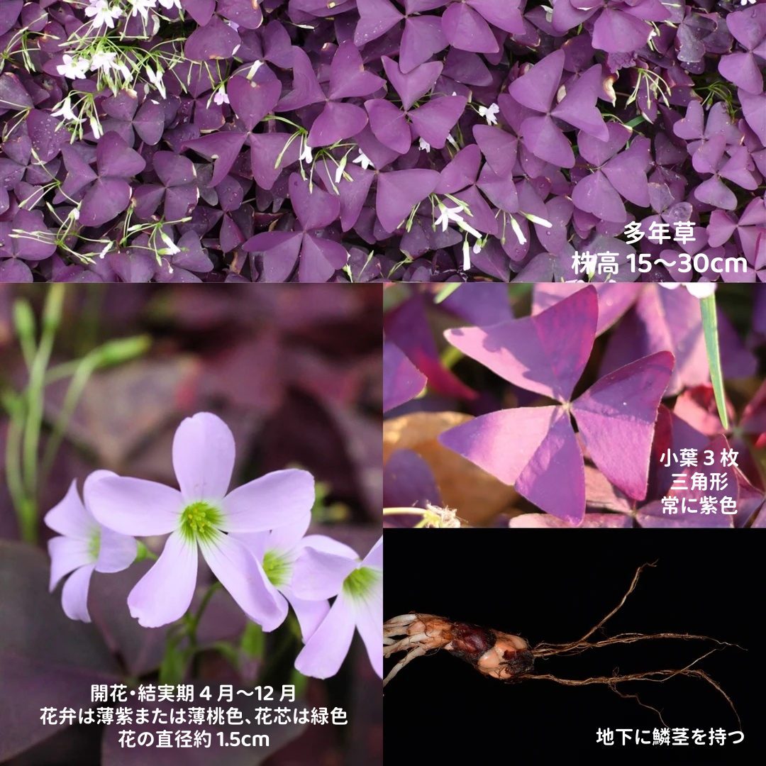 【2粒】紫葉オキザリス 球根 鮮やかな紫色の三角形の葉 夜になると葉が閉じる不思議な魅力 四季を彩る観賞植物 鉢植え・花壇・寄せ植え ガーデニング 初心者にもおすすめ