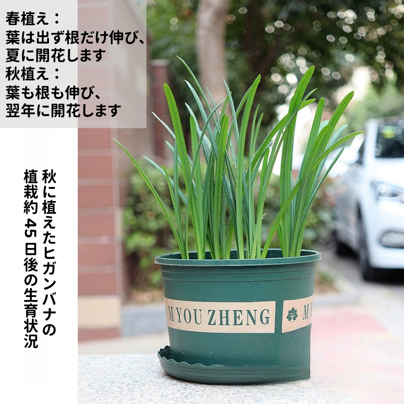 【2粒】彼岸花の種 球根 赤花 白花 真紅 希少 幻想的な花姿 美しい花姿 秋開花 秋を彩る鮮やかな花 初心者OK 庭植え 鉢植え ガーデニング 人気品種