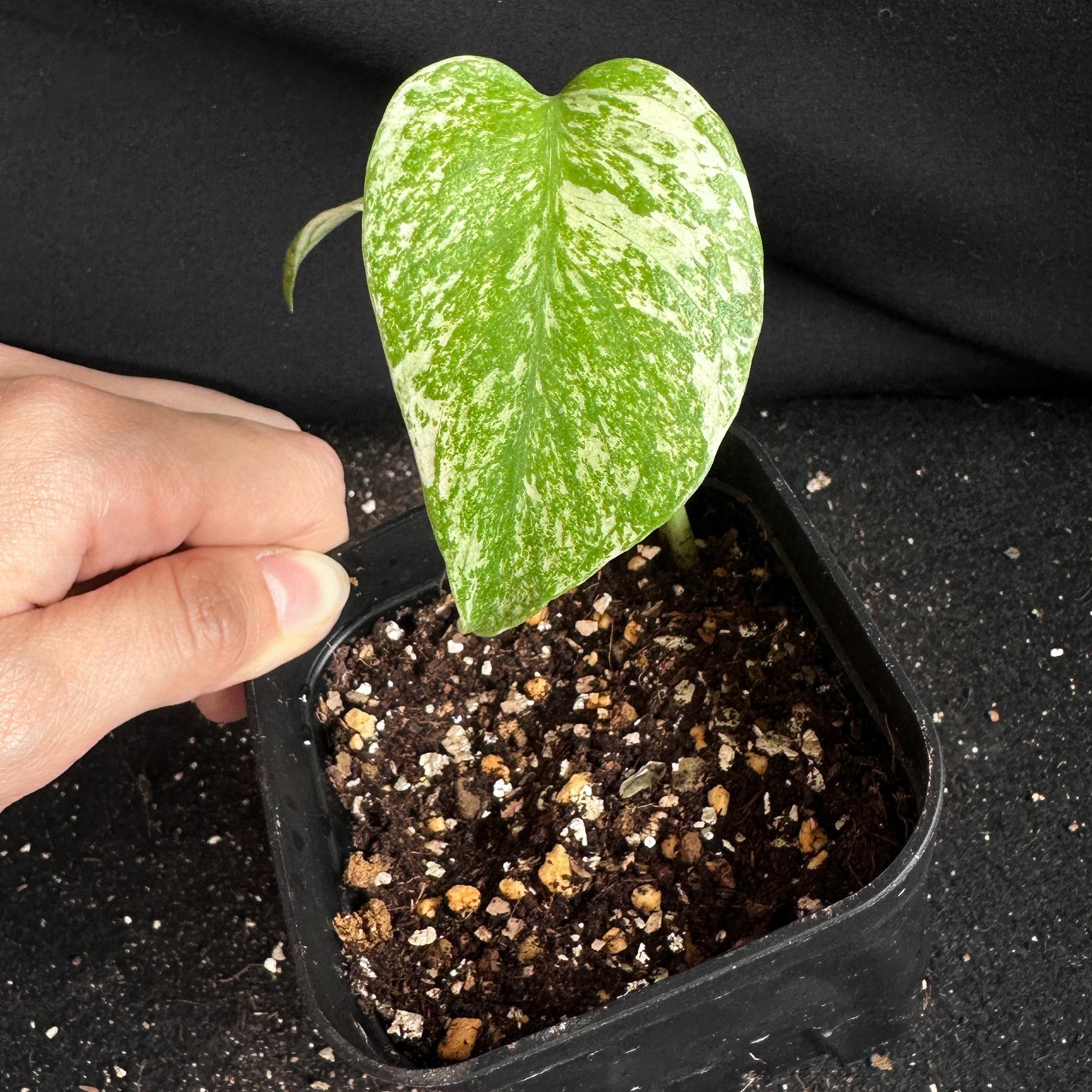 モンステラ　デリシオーサ　ホワイト 観葉植物