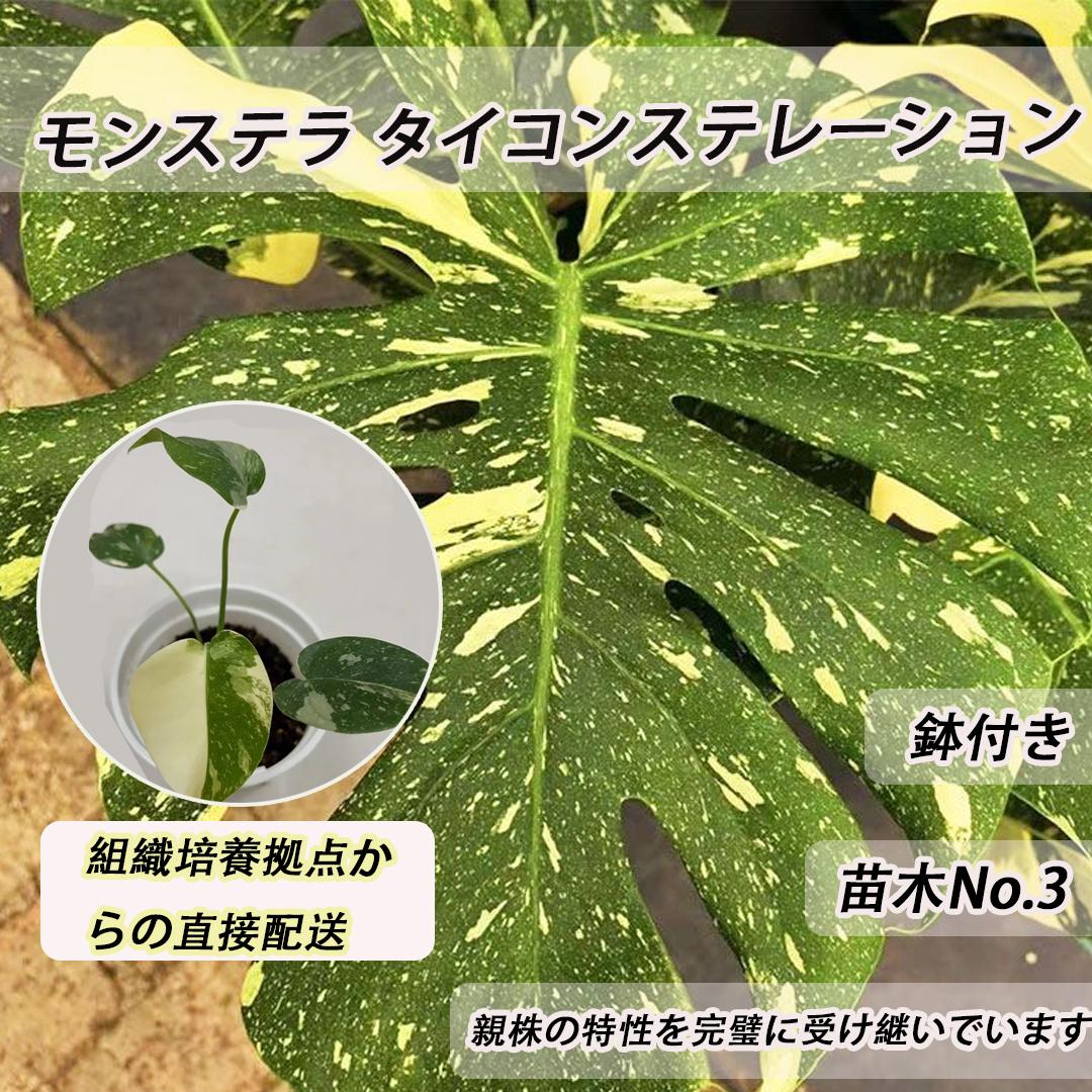<東京から発送>モンステラ タイコンステレーション アルジャーノンに植株を親株の特性を完全に受け継いでいる 斑入りの観葉植物