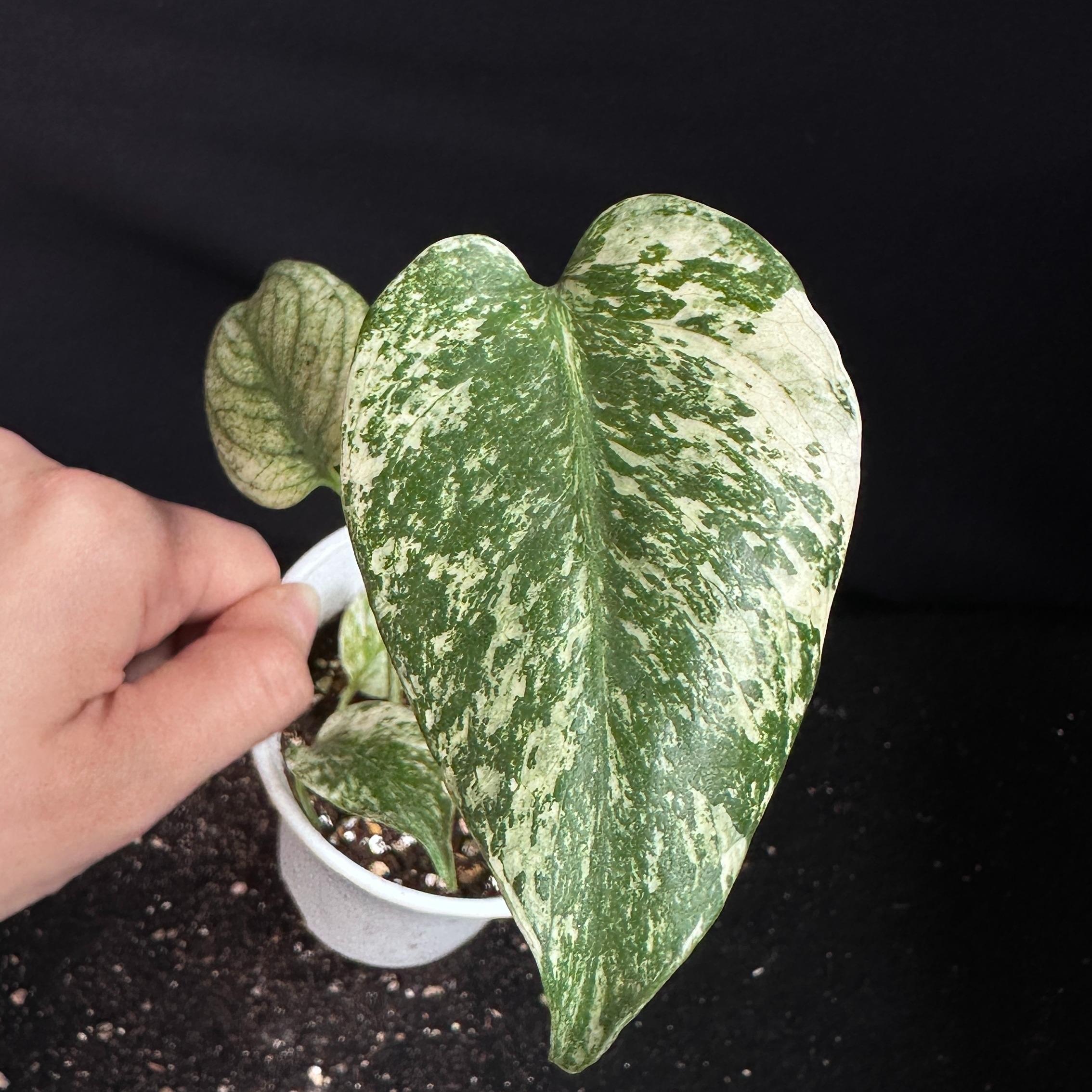 モンステラ　デリシオーサ　ホワイト 観葉植物