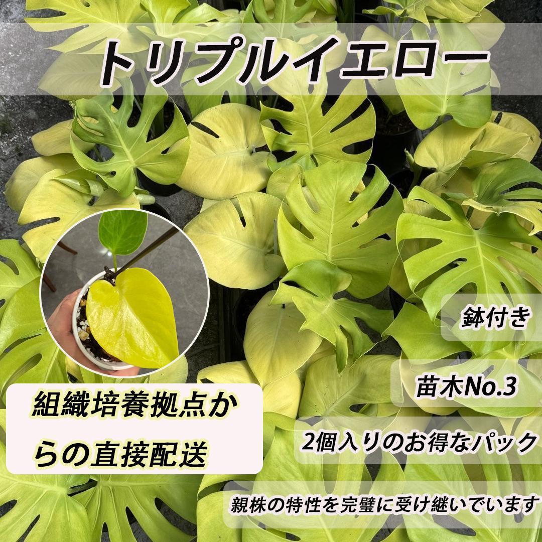 <東京から発送>トリプルイエロー　ゴールドリーフ　レモンライム  苗木2本 観葉植物/モンステラ