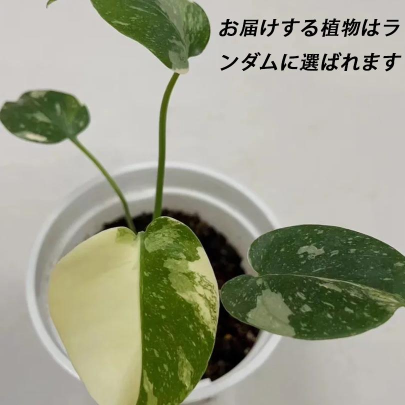 <東京から発送>モンステラ タイコンステレーション アルジャーノンに植株を親株の特性を完全に受け継いでいる 斑入りの観葉植物
