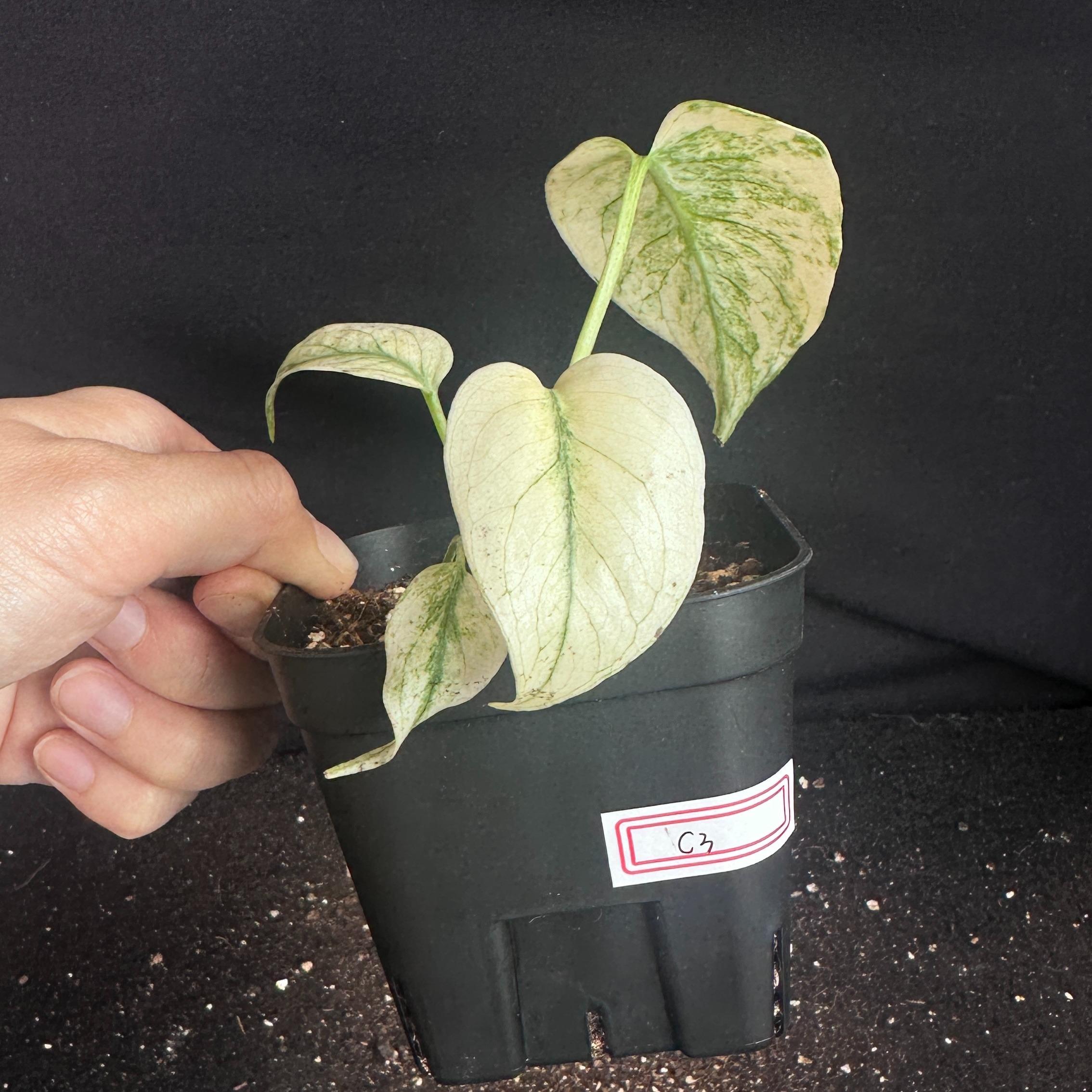 モンステラ　デリシオーサ　ホワイト 観葉植物