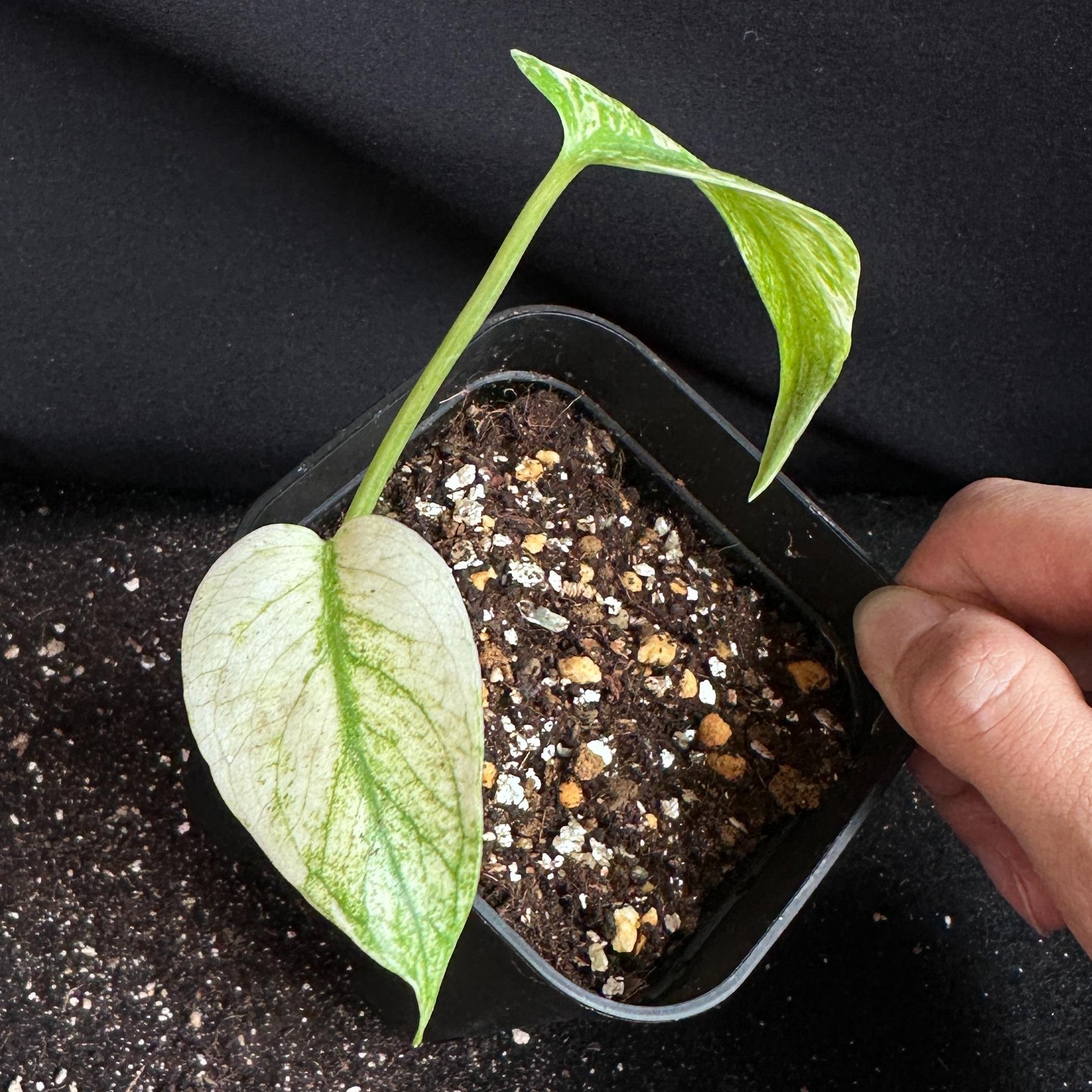 モンステラ　デリシオーサ　ホワイト 観葉植物