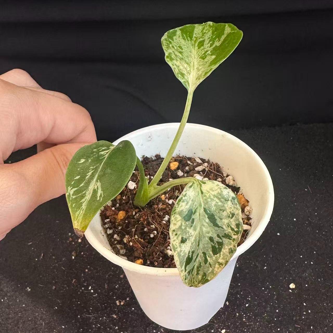 <東京から発送>観葉植物/モンステラ：デリシオーサ バルバソー 安定した斑入り いってんもの