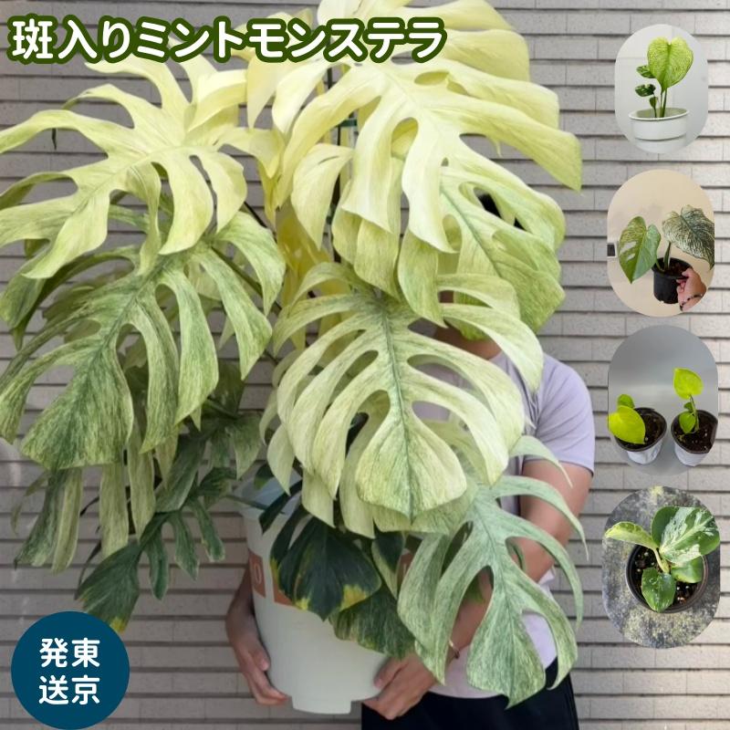 <東京から発送>希少斑入りモンステラ 品種大全 モンステラデリシオーサホワイト デリシオーサゴールドリーフ Monstera deliciosa ‘Mint タイコンステレーション モンステラ デリシオサ モンステラ：デリシオーサ バルバソ 観葉植物 初心者向け 育成簡単 生存率抜群