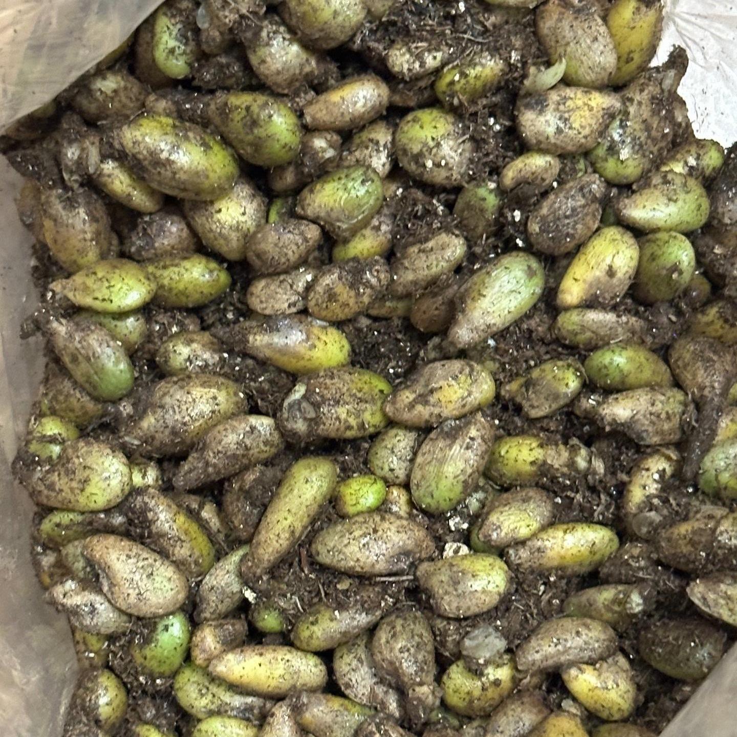 <東京から発送>[種子] モンステラ デリシオーサ ｜人気品種 切り込み葉 初心者OK 発芽しやすい
