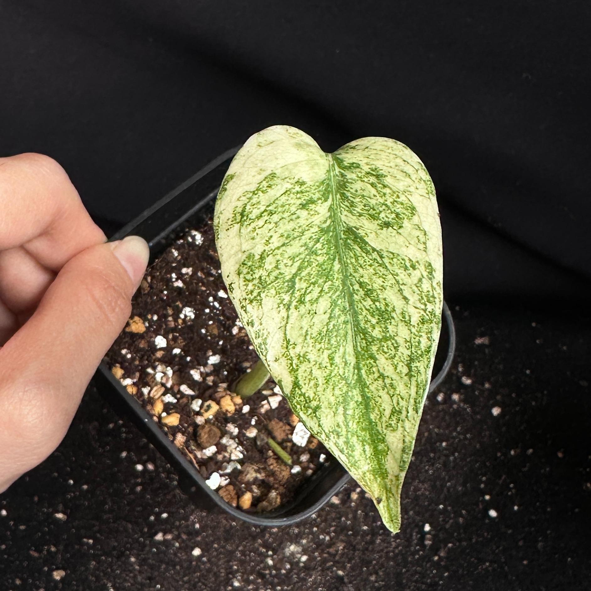 モンステラ　デリシオーサ　ホワイト 観葉植物