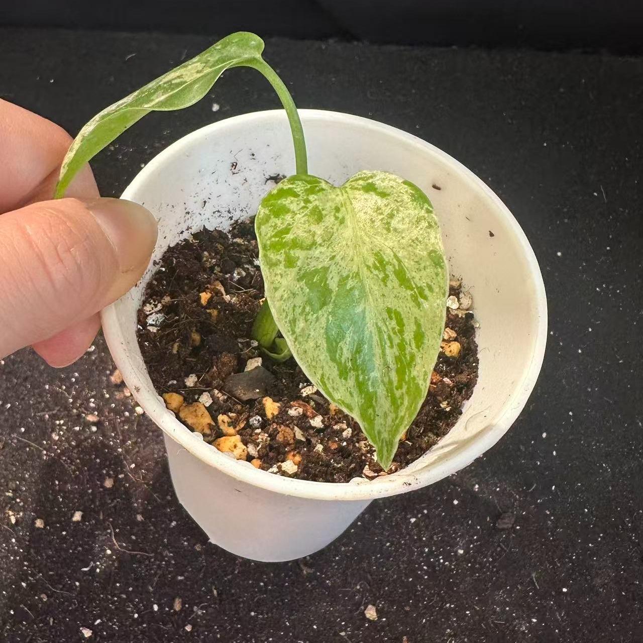 <東京から発送>観葉植物/モンステラ：デリシオーサ バルバソー 安定した斑入り いってんもの