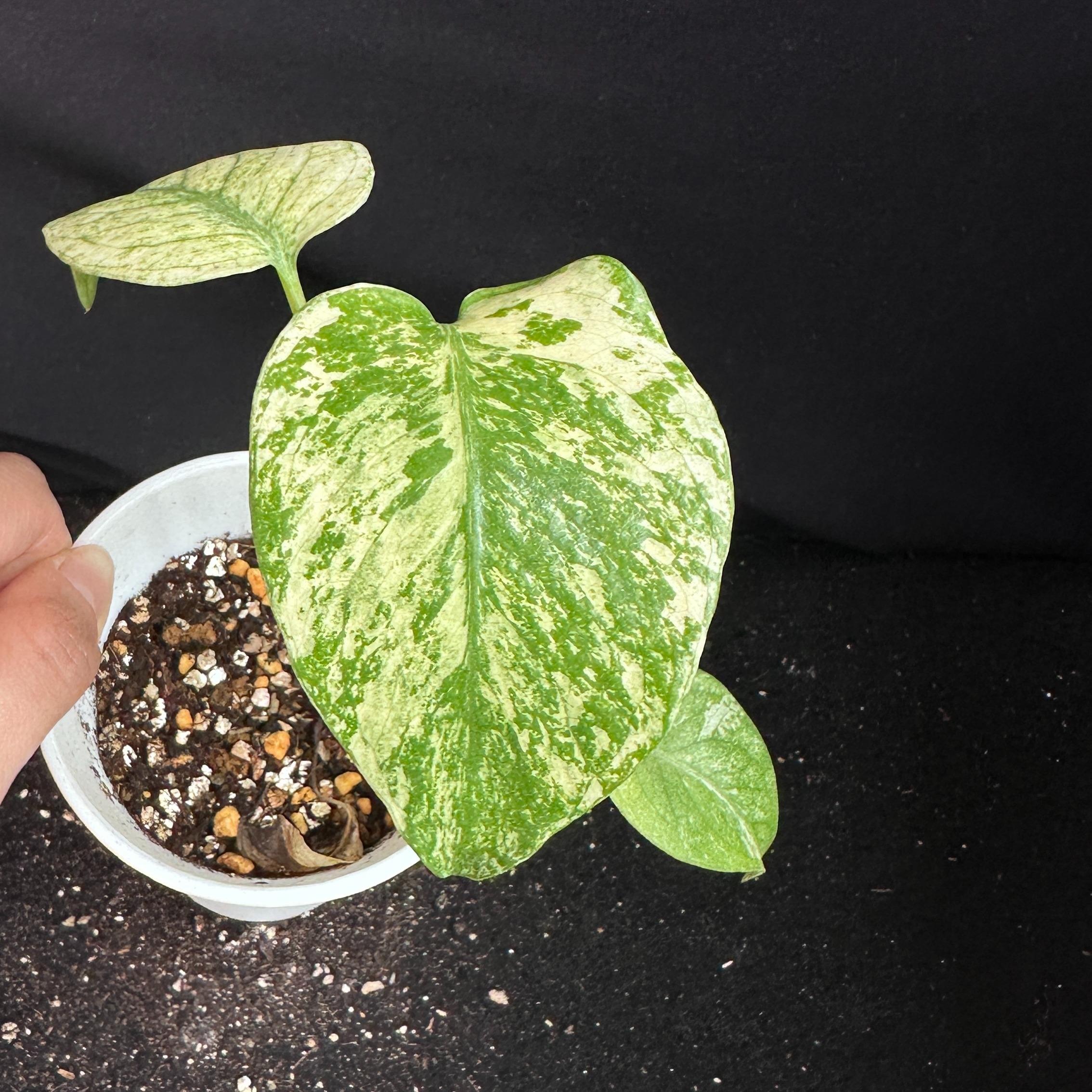 モンステラ　デリシオーサ　ホワイト 観葉植物